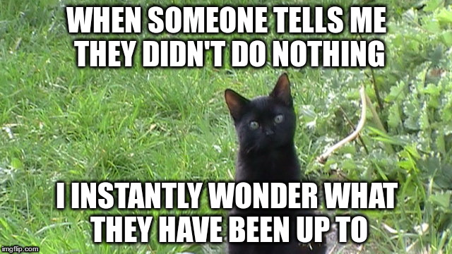WHEN SOMEONE TELLS ME THEY DIDN'T DO NOTHING I INSTANTLY WONDER WHAT THEY HAVE BEEN UP TO | image tagged in cat,suspicious,didn't do nothing | made w/ Imgflip meme maker