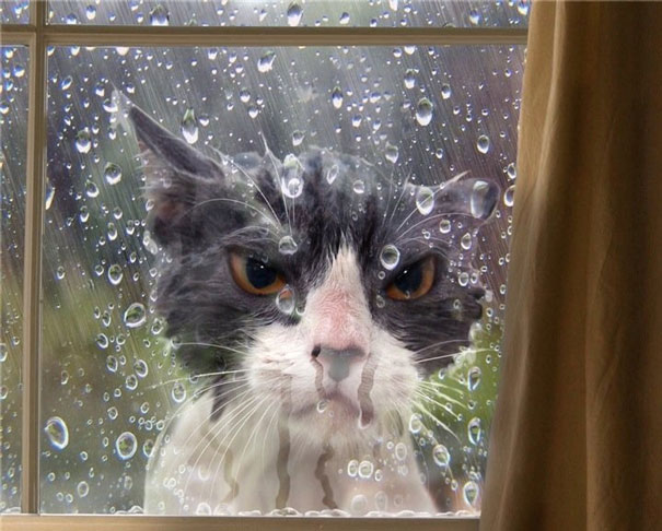 High Quality wet cat Blank Meme Template