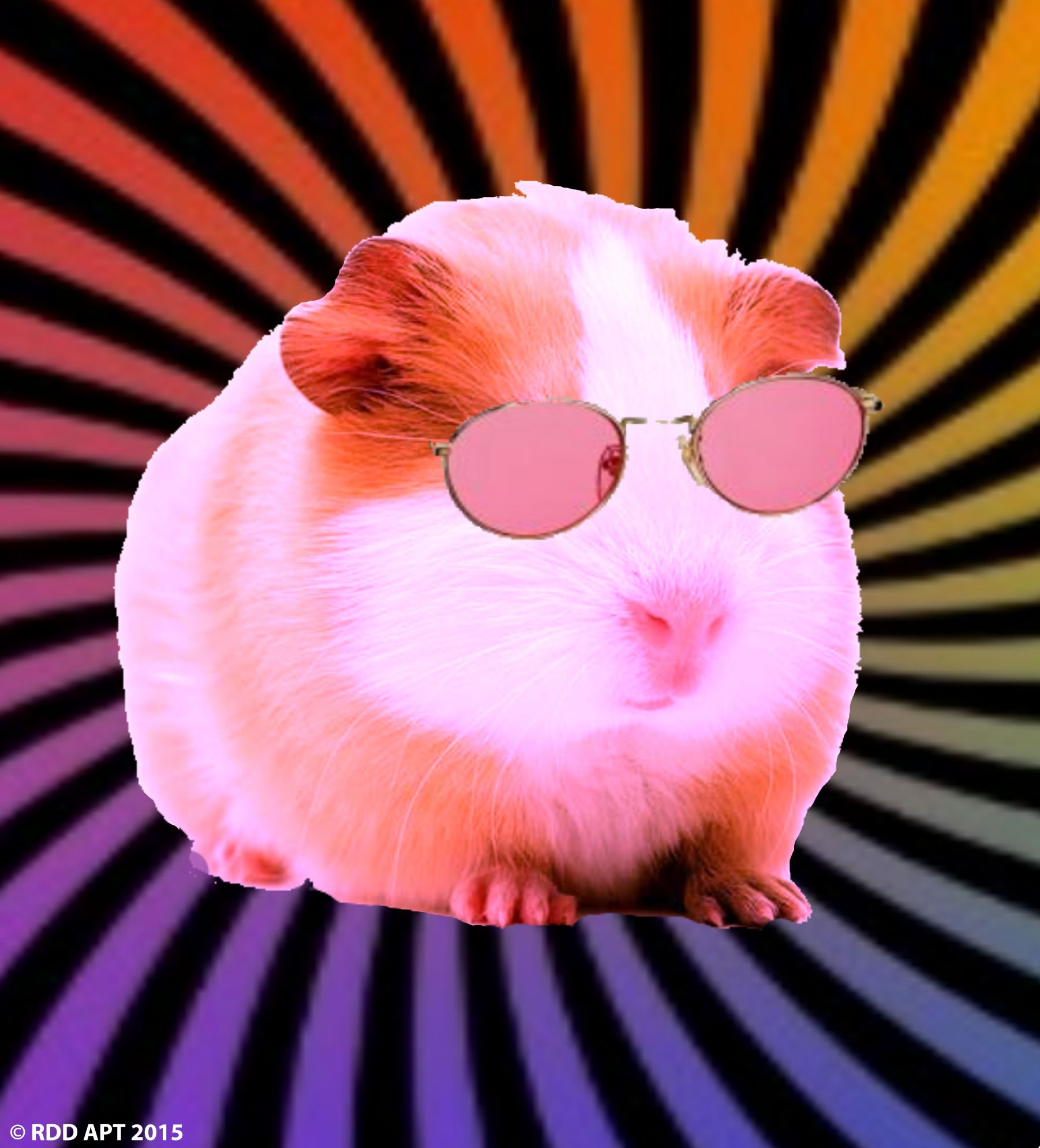 Swaggy the guinea pig Blank Meme Template