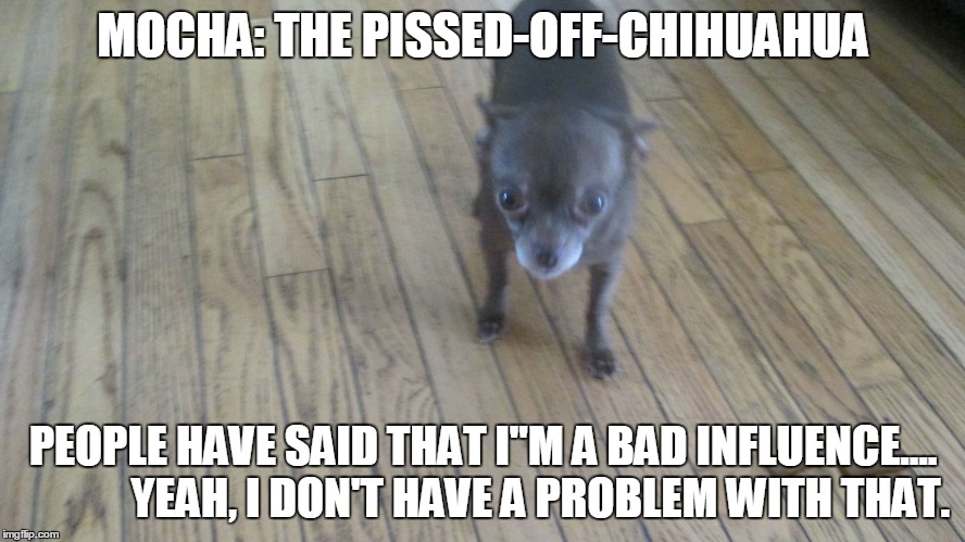 Mocha: The Pissed-Off-Chihuahua | MOCHA: THE PISSED-OFF-CHIHUAHUA PEOPLE HAVE SAID THAT I"M A BAD INFLUENCE....             YEAH, I DON'T HAVE A PROBLEM WITH THAT. | image tagged in funny memes,funny chihuahua,funny,funny dogs | made w/ Imgflip meme maker