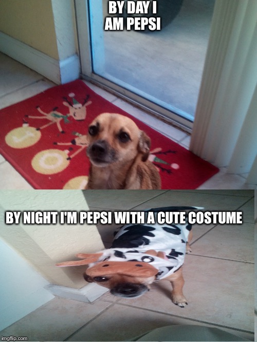 Pepsi by day someone by night | BY DAY I AM PEPSI BY NIGHT I'M PEPSI WITH A CUTE COSTUME | image tagged in cute dog | made w/ Imgflip meme maker