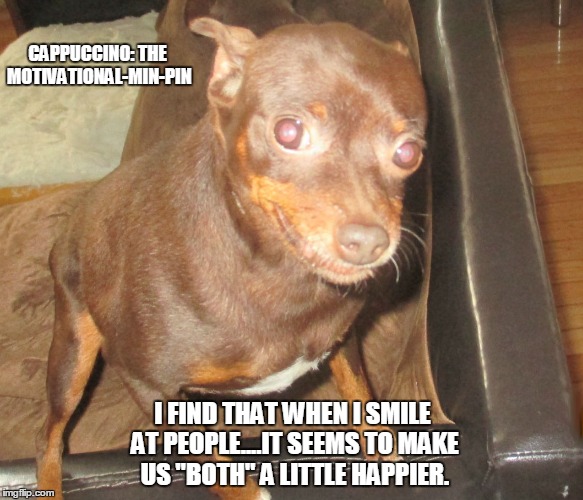 Cappuccino: The Motivational-Min-Pin | CAPPUCCINO: THE MOTIVATIONAL-MIN-PIN I FIND THAT WHEN I SMILE AT PEOPLE....IT SEEMS TO MAKE US "BOTH" A LITTLE HAPPIER. | image tagged in motivational,funny dogs,funny,funny memes | made w/ Imgflip meme maker