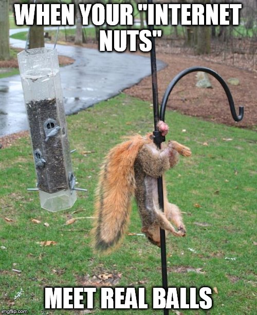 Squirrel NUTs  | WHEN YOUR "INTERNET NUTS" MEET REAL BALLS | image tagged in squirrel nuts | made w/ Imgflip meme maker