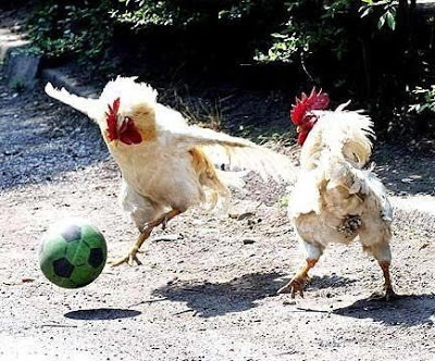 Cock Soccer  Blank Meme Template