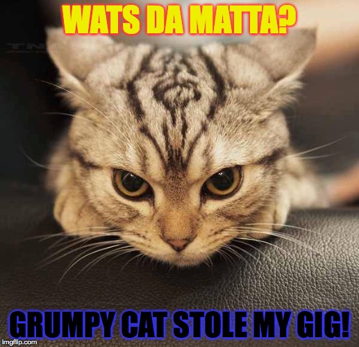 WATS DA MATTA? GRUMPY CAT STOLE MY GIG! | image tagged in angry cat | made w/ Imgflip meme maker
