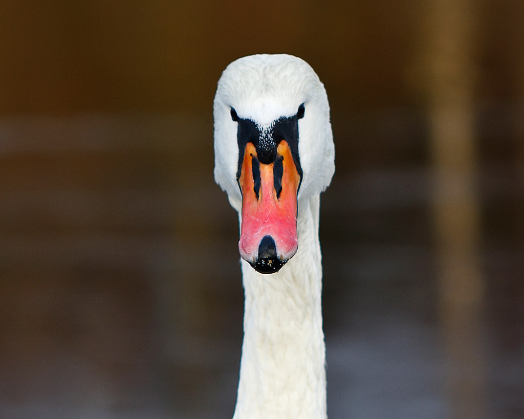 Swan Disapproves Blank Meme Template