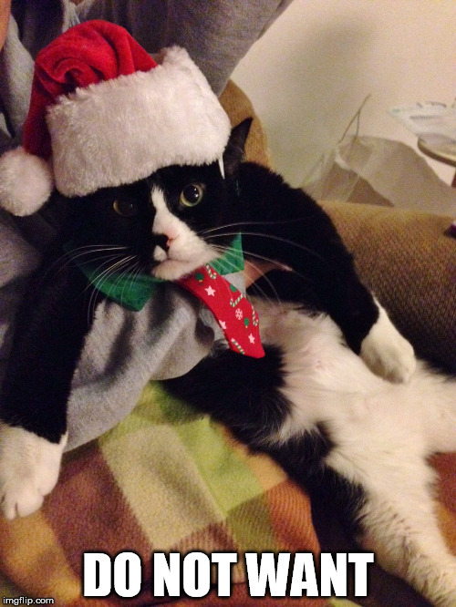 Eddie the Christmas Cat | DO NOT WANT | image tagged in animals,cats,christmas,holiday,do not want | made w/ Imgflip meme maker