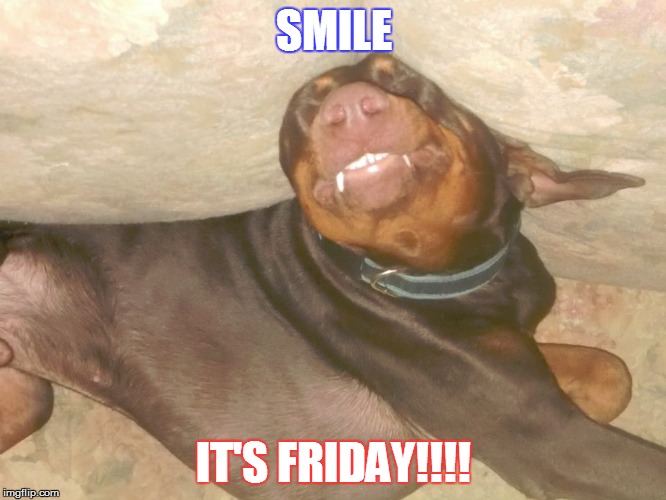 HAPPY MOMENTS | SMILE IT'S FRIDAY!!!! | image tagged in happy,funny dogs,dog,friday,humor,smile | made w/ Imgflip meme maker