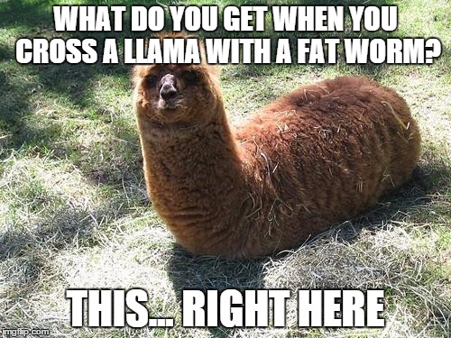 WTF LLAMA | WHAT DO YOU GET WHEN YOU CROSS A LLAMA WITH A FAT WORM? THIS... RIGHT HERE | image tagged in wtf llama | made w/ Imgflip meme maker