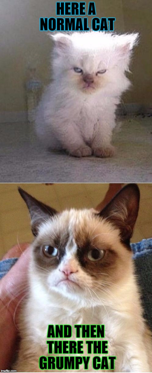 Grumpy Cats | HERE A NORMAL CAT AND THEN THERE THE GRUMPY CAT | image tagged in grumpy cats | made w/ Imgflip meme maker