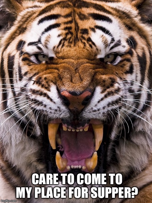 tiger Memes & GIFs - Imgflip