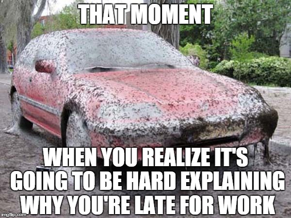 This is actually a real photo, too... | THAT MOMENT WHEN YOU REALIZE IT'S GOING TO BE HARD EXPLAINING WHY YOU'RE LATE FOR WORK | image tagged in memes,car,spiders of doom | made w/ Imgflip meme maker