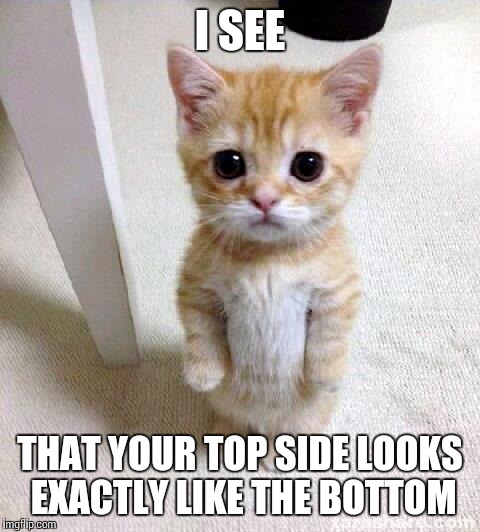 Cute Cat | I SEE THAT YOUR TOP SIDE LOOKS EXACTLY LIKE THE BOTTOM | image tagged in memes,cute cat | made w/ Imgflip meme maker