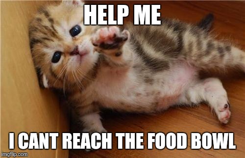 Help Me Kitten | HELP ME I CANT REACH THE FOOD BOWL | image tagged in help me kitten | made w/ Imgflip meme maker