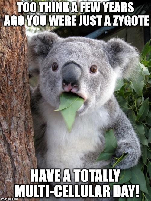 Surprised Koala | TOO THINK
A FEW YEARS AGO YOU WERE JUST A ZYGOTE HAVE A TOTALLY MULTI-CELLULAR DAY! | image tagged in memes,surprised koala | made w/ Imgflip meme maker