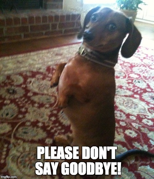 dachshund meerkat impersonation | PLEASE DON'T SAY GOODBYE! | image tagged in dachshund meerkat impersonation | made w/ Imgflip meme maker