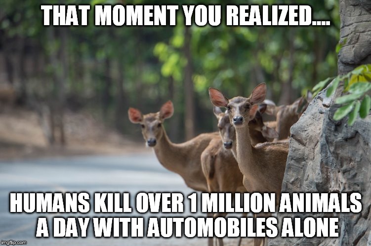 THAT MOMENT YOU REALIZED.... HUMANS KILL OVER 1 MILLION ANIMALS A DAY WITH AUTOMOBILES ALONE | image tagged in animals,cecil the lion,hunters,hypocrite,animalsarefood | made w/ Imgflip meme maker