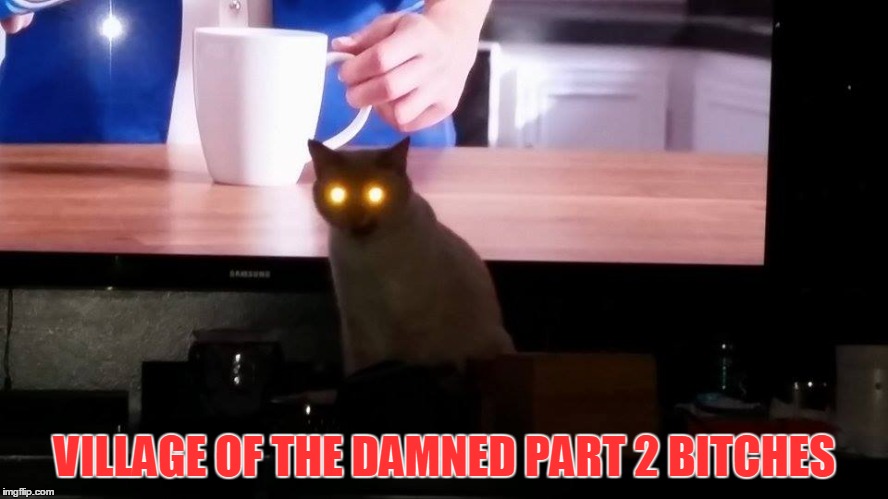Village of the damned 2 | VILLAGE OF THE DAMNED PART 2 B**CHES | image tagged in cat,horror,movie,tv,scary,pet | made w/ Imgflip meme maker
