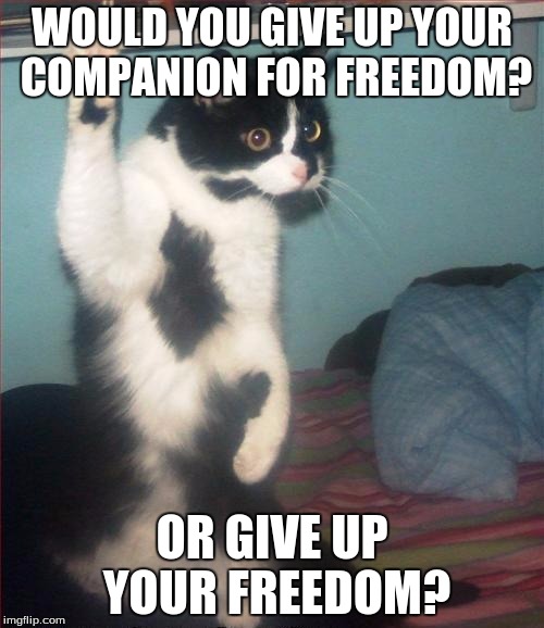 In a bank robbery situation | WOULD YOU GIVE UP YOUR COMPANION FOR FREEDOM? OR GIVE UP YOUR FREEDOM? | image tagged in question cat | made w/ Imgflip meme maker