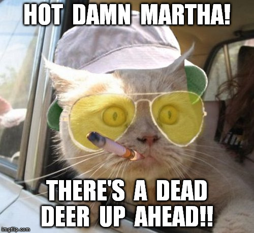 Fear And Loathing Cat Meme | HOT  DAMN  MARTHA! THERE'S  A  DEAD  DEER  UP  AHEAD!! | image tagged in memes,fear and loathing cat | made w/ Imgflip meme maker