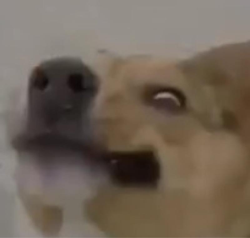 Smayuhl Blank Meme Template