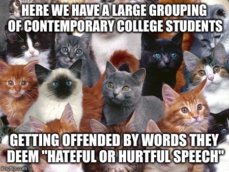 Today's college students are a bunch of... | HERE WE HAVE A LARGE GROUPING OF CONTEMPORARY COLLEGE STUDENTS GETTING OFFENDED BY WORDS THEY DEEM "HATEFUL OR HURTFUL SPEECH" | image tagged in cats,political,college liberal | made w/ Imgflip meme maker