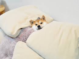 High Quality doge bed Blank Meme Template