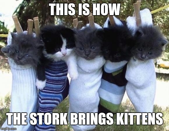 hang-in-there-kittens | THIS IS HOW THE STORK BRINGS KITTENS | image tagged in hang-in-there-kittens | made w/ Imgflip meme maker