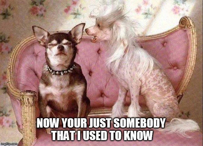 memes | NOW YOUR JUST SOMEBODY THAT I USED TO KNOW | image tagged in dogs | made w/ Imgflip meme maker