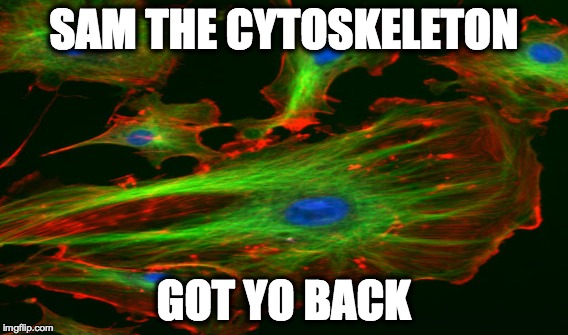 Sam The Cytoskeleton | SAM THE CYTOSKELETON GOT YO BACK | image tagged in cell | made w/ Imgflip meme maker