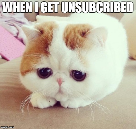 Sad Cat | WHEN I GET UNSUBCRIBED | image tagged in sad cat | made w/ Imgflip meme maker