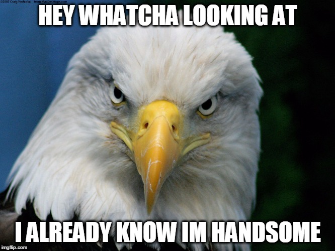 HEY WHATCHA LOOKING AT I ALREADY KNOW IM HANDSOME | image tagged in patriotic eagle | made w/ Imgflip meme maker