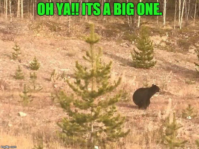 Big One. | OH YA!! ITS A BIG ONE. | image tagged in bear,bathroom,animals,funny,laugh,wilderness | made w/ Imgflip meme maker