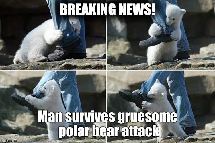 So cute! | BREAKING NEWS! Man survives gruesome polar bear attack | image tagged in polar bear attack | made w/ Imgflip meme maker