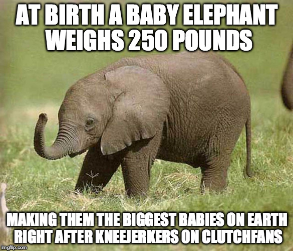 Baby elephant | AT BIRTH A BABY ELEPHANT WEIGHS 250 POUNDS MAKING THEM THE BIGGEST BABIES ON EARTH RIGHT AFTER KNEEJERKERS ON CLUTCHFANS | image tagged in baby elephant | made w/ Imgflip meme maker