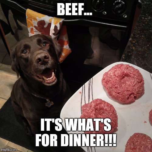 Chuckie the Chocolate Lab  | BEEF... IT'S WHAT'S FOR DINNER!!! | image tagged in chuckie the chocolate lab | made w/ Imgflip meme maker