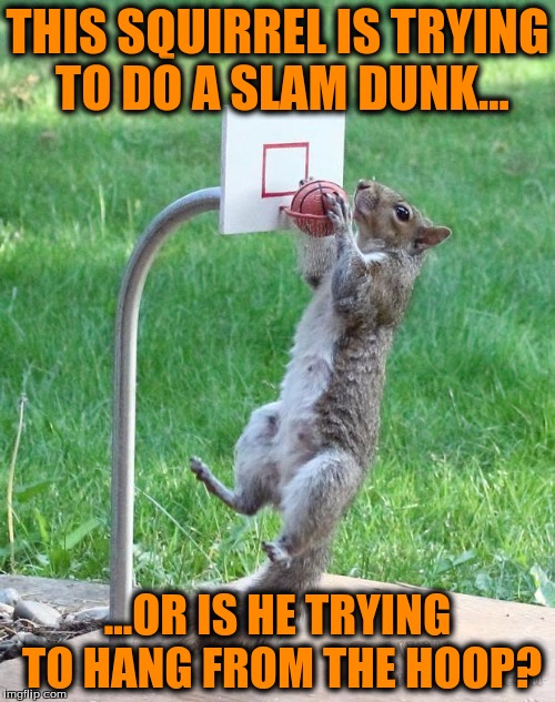 Squirrel basketball | THIS SQUIRREL IS TRYING TO DO A SLAM DUNK... ...OR IS HE TRYING TO HANG FROM THE HOOP? | image tagged in squirrel basketball | made w/ Imgflip meme maker