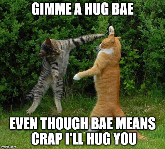 Cats | GIMME A HUG BAE EVEN THOUGH BAE MEANS CRAP I'LL HUG YOU | image tagged in cats | made w/ Imgflip meme maker
