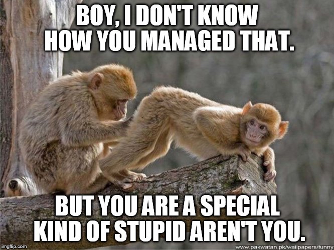 I gotta tweet this out to the rest of the zoo! | BOY, I DON'T KNOW HOW YOU MANAGED THAT. BUT YOU ARE A SPECIAL KIND OF STUPID AREN'T YOU. | image tagged in monkey butt,meme,funny animals,monkeys | made w/ Imgflip meme maker