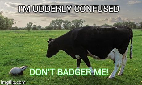 Badger Mismatch | I'M UDDERLY CONFUSED DON'T BADGER ME! | image tagged in badger mismatch | made w/ Imgflip meme maker