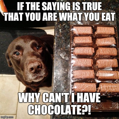 IF THE SAYING IS TRUE THAT YOU ARE WHAT YOU EAT WHY CAN'T I HAVE CHOCOLATE?! | image tagged in chuckie the chocolate lab | made w/ Imgflip meme maker