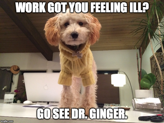 WORK GOT YOU FEELING ILL? GO SEE DR. GINGER. | image tagged in funny dogs,thug dogs | made w/ Imgflip meme maker