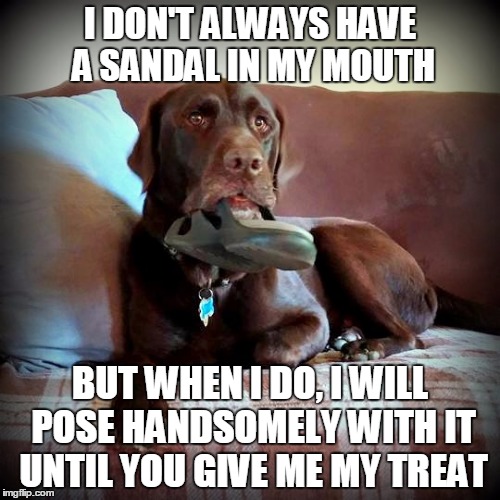 I DON'T ALWAYS HAVE A SANDAL IN MY MOUTH BUT WHEN I DO, I WILL POSE HANDSOMELY WITH IT UNTIL YOU GIVE ME MY TREAT | image tagged in chuckie the chocolate lab | made w/ Imgflip meme maker