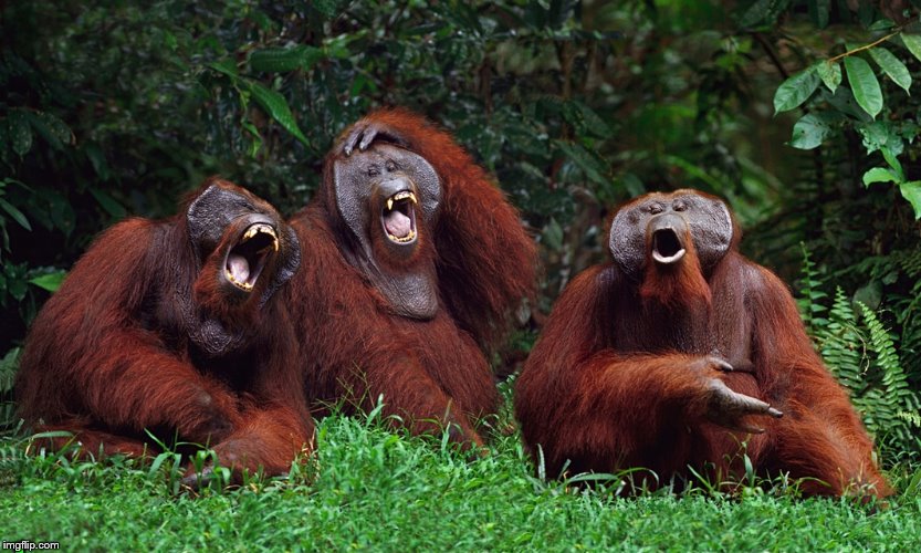 laughing orangutans | . | image tagged in laughing orangutans | made w/ Imgflip meme maker