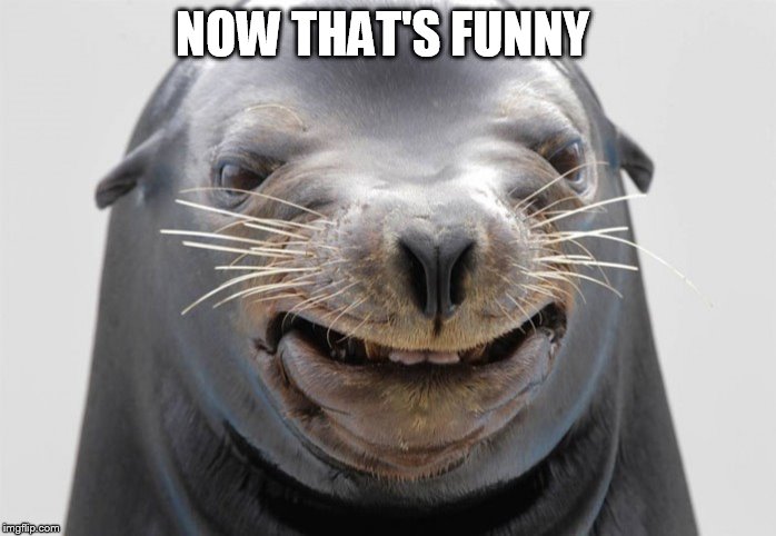 happy seal | NOW THAT'S FUNNY | image tagged in happy seal | made w/ Imgflip meme maker