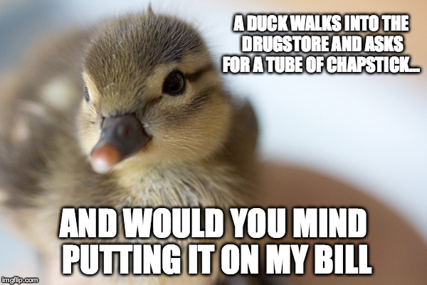 Funny Little Duck | A DUCK WALKS INTO THE  DRUGSTORE AND ASKS FOR A TUBE OF CHAPSTICK... AND WOULD YOU MIND PUTTING IT ON MY BILL | image tagged in duck,funny,meme,joke | made w/ Imgflip meme maker