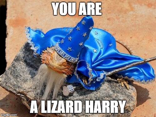 what lizards hear when they watch harry potter | YOU ARE A LIZARD HARRY | image tagged in harry potter | made w/ Imgflip meme maker