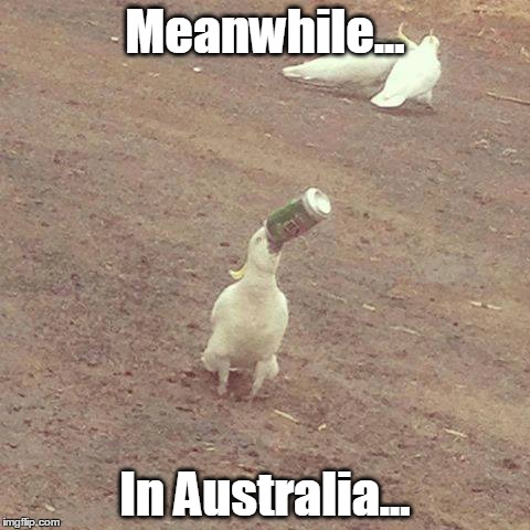 Cracker? You're kiddin', mate. | Meanwhile... In Australia... | image tagged in australia,funny,memes | made w/ Imgflip meme maker