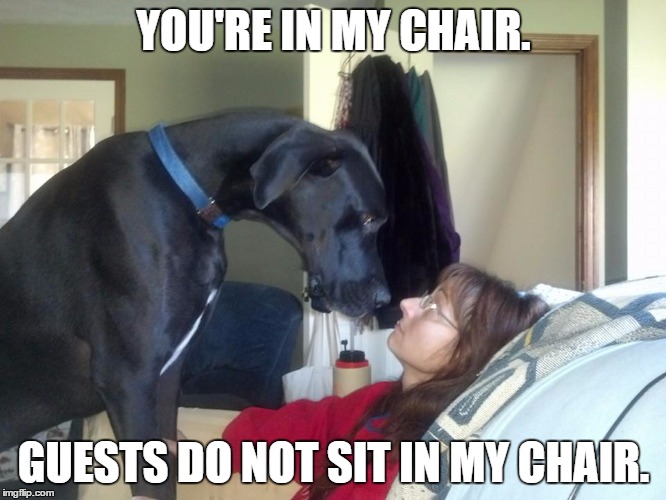 You're in my chair | YOU'RE IN MY CHAIR. GUESTS DO NOT SIT IN MY CHAIR. | image tagged in dog | made w/ Imgflip meme maker