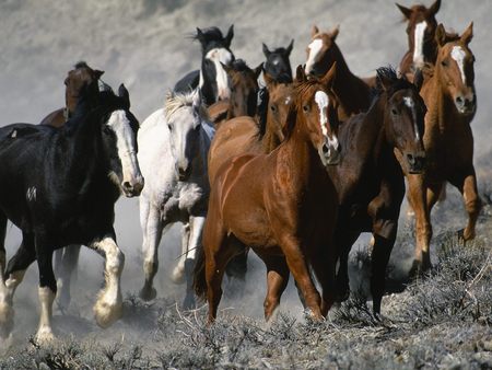 Horses Blank Meme Template